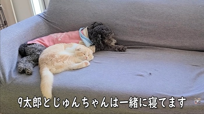 ソファーの子猫トイプー