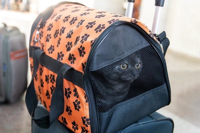 キャリーバッグに入った猫