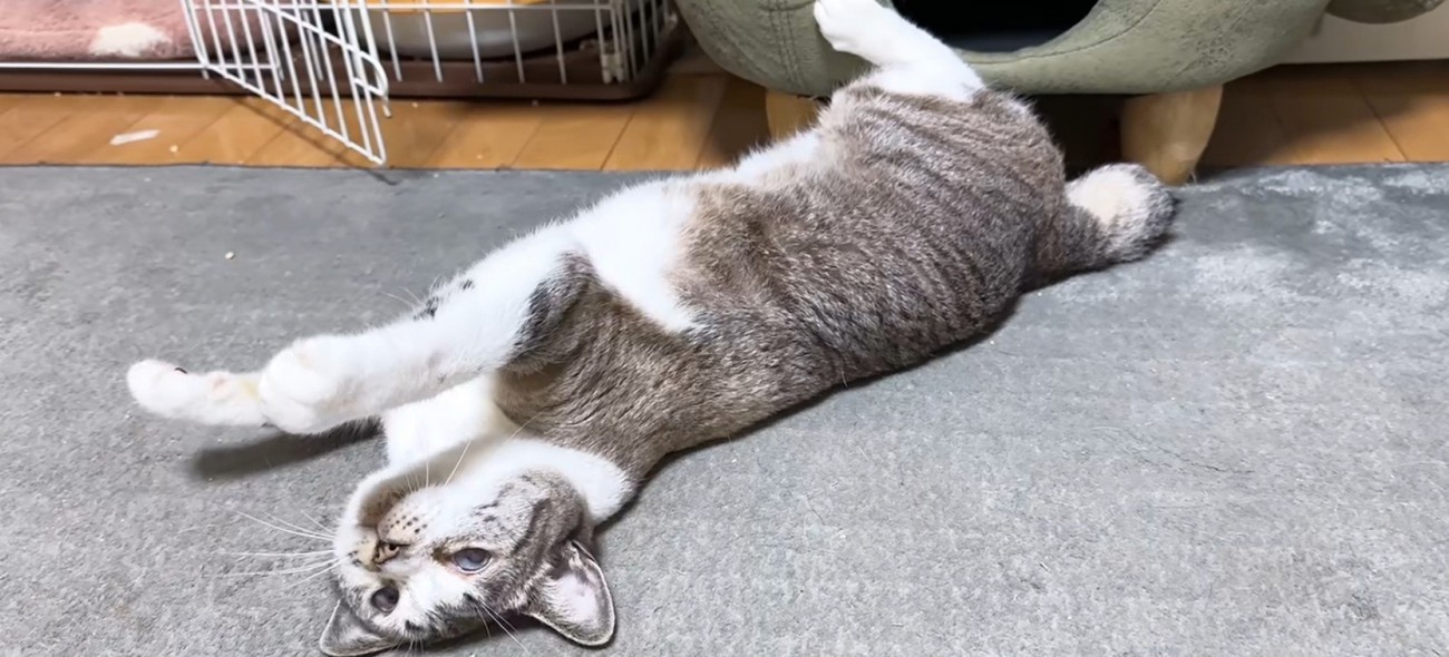 寝転ぶ猫