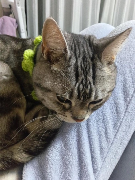 飼い主の膝にぴたりと顔を乗せてくつろぐ猫