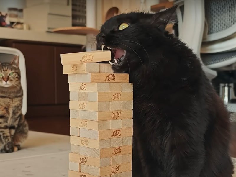 ニオイを嗅ぐ猫