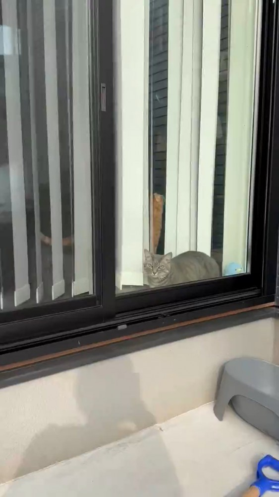 外を見ている猫