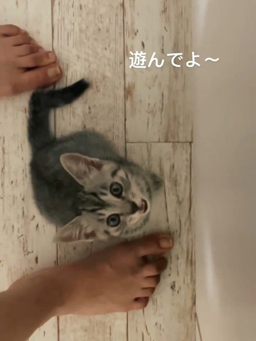 鳴いている子猫