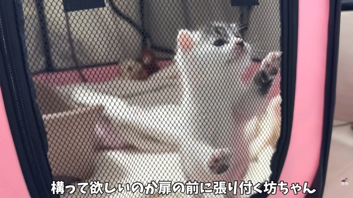 テロップ「構って欲しいのか～」