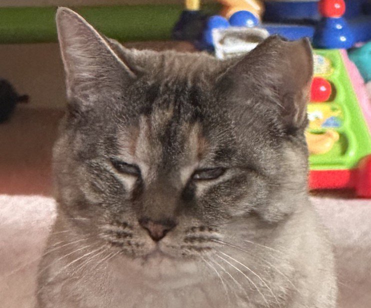 以前より丸い輪郭になった猫の顔