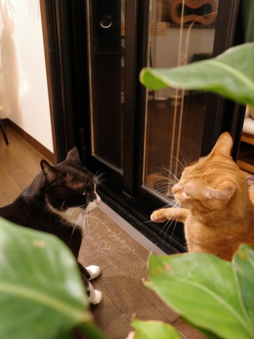 向かい合う2匹の猫