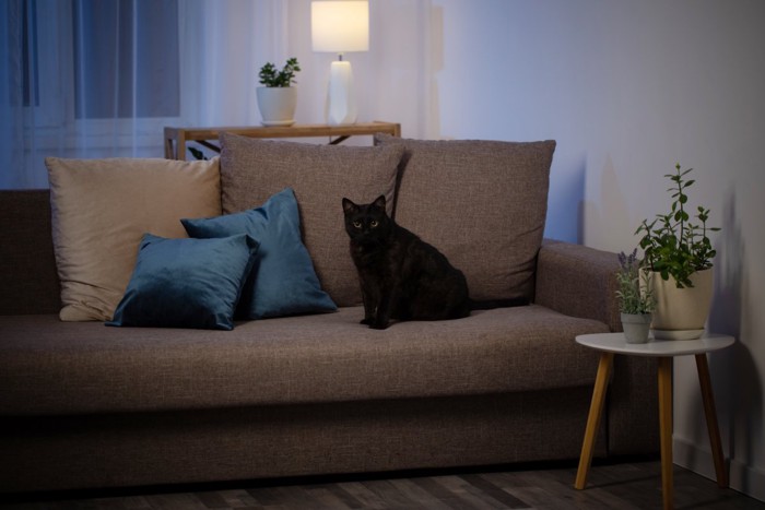 夜のリビングでくつろぐ猫