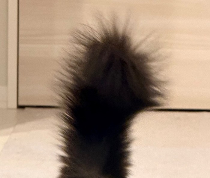 シッポのアップ