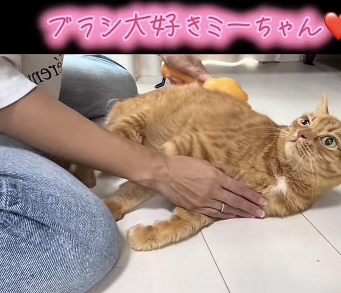 「ブラシ大好きミーちゃん」のテロップ写真