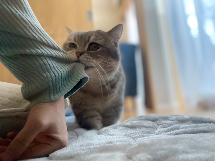 服を引っ張る猫