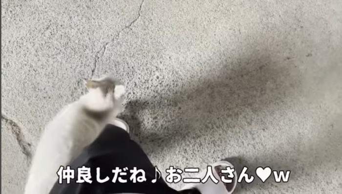 仲良しの猫と人