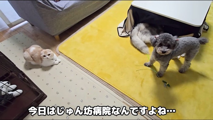 飼い主を見上げる猫とトイプードル