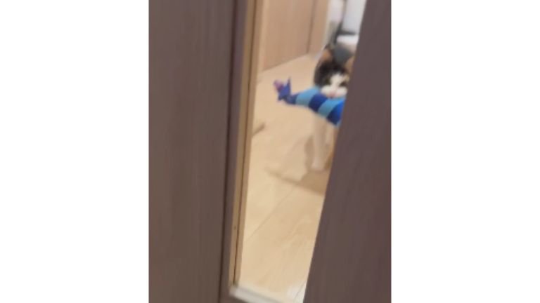 ドアの前にいる猫