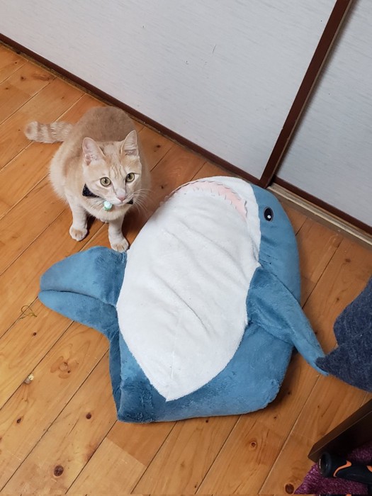 むぎくんとサメのぬいぐるみ