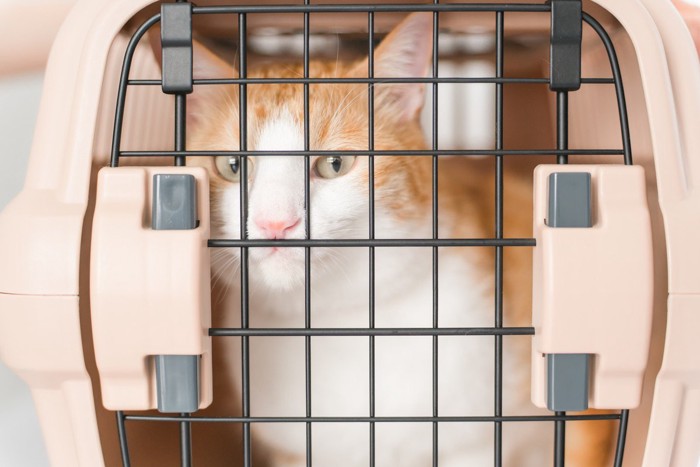 キャリーバッグに入って遊ぶ猫