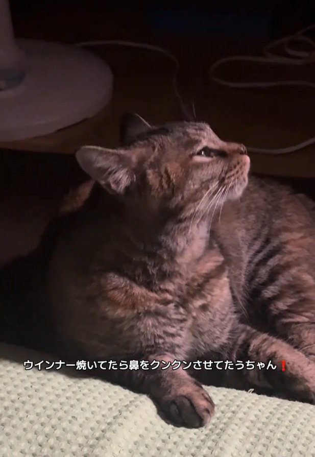 くんくんする梅干しちゃん