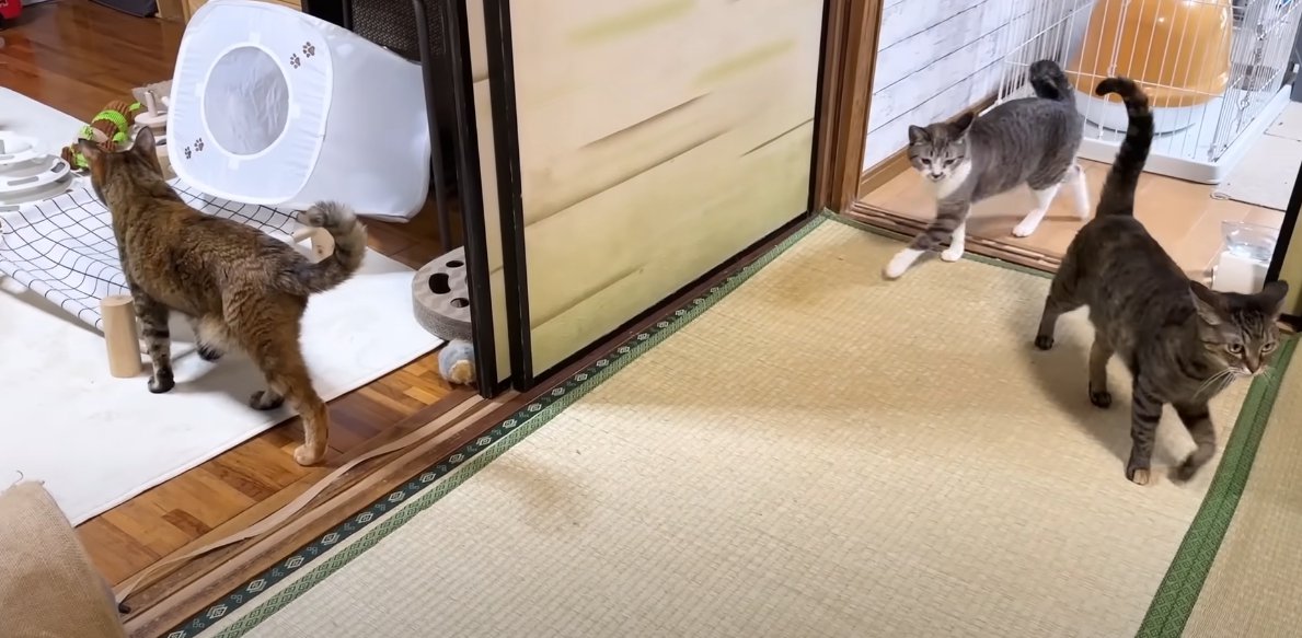 部屋を歩く猫3匹