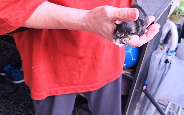 手のひらに乗せられた子猫