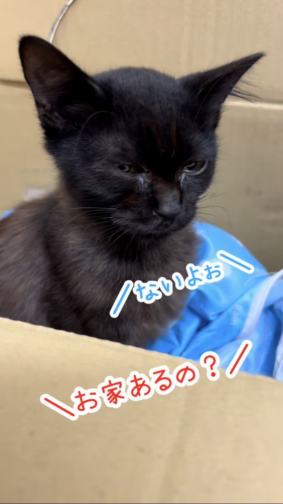 お喋りする子猫