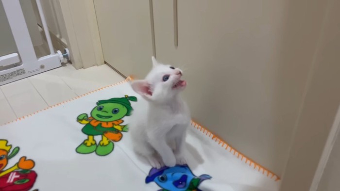 見上げて鳴く姿
