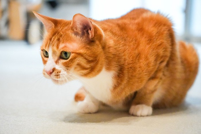 床の上で集中する茶トラ猫