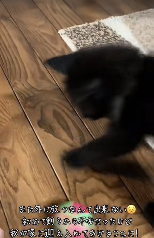 ボールで遊ぶ仔猫