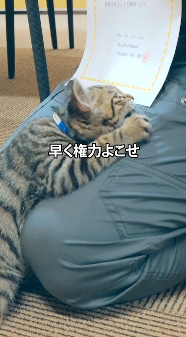 社長のひざに前足を乗せながら紙に噛みつく子猫
