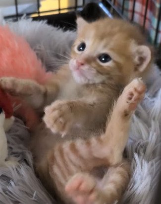 起き上がろうとする子猫