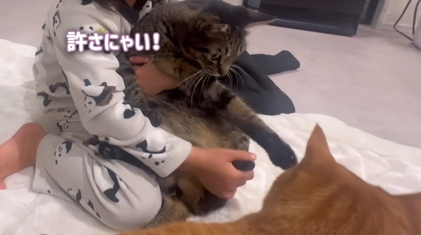 手を伸ばす猫