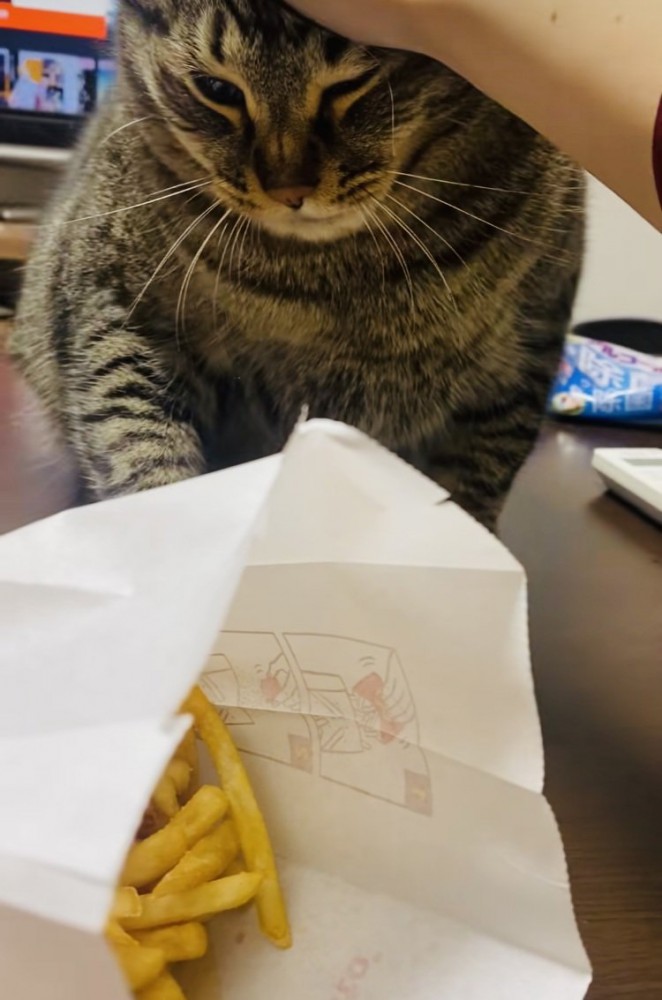 ポテトを狙って飼い主に頭を抑えられる猫