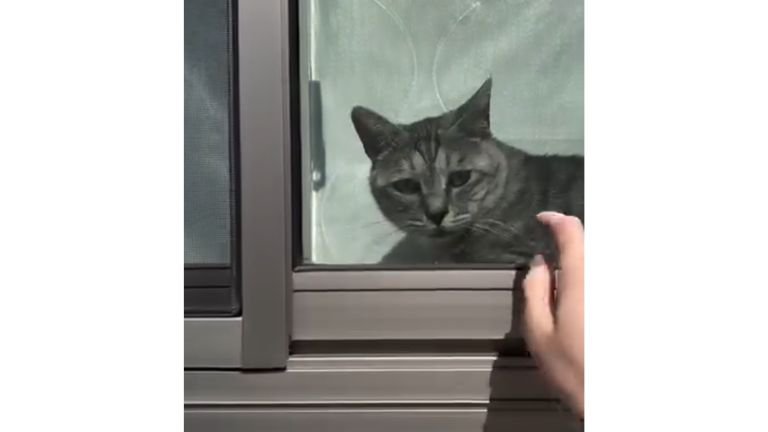 窓際の猫