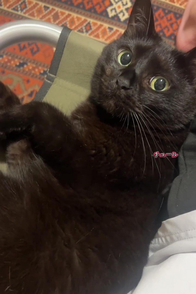 寝転んで上を見る猫