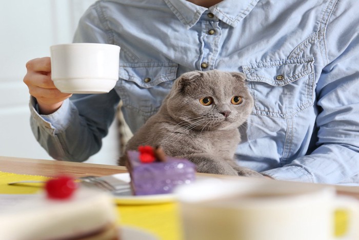 テーブルでお茶を飲む人の膝に乗っている猫