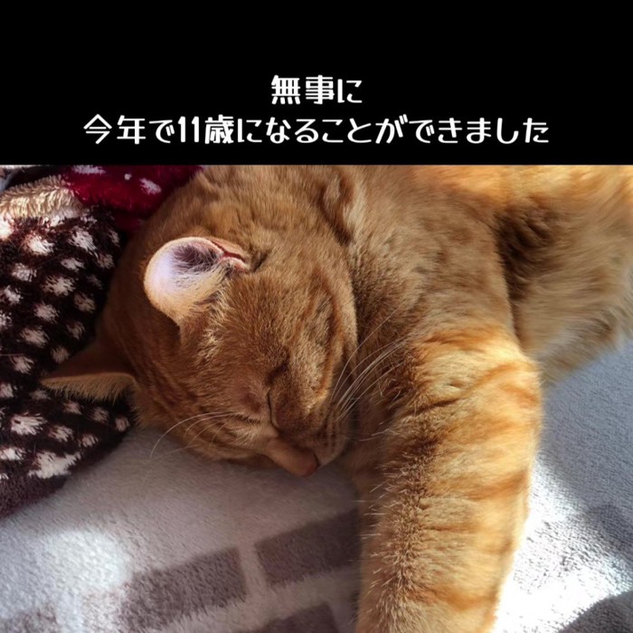 寝ている猫