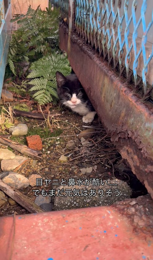 ゴミステーションの下から顔を出す子猫