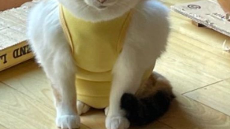 エリザベスウェアを着た猫