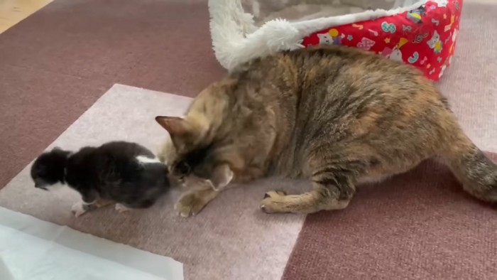 排せつをうながしてあげるなずなちゃん