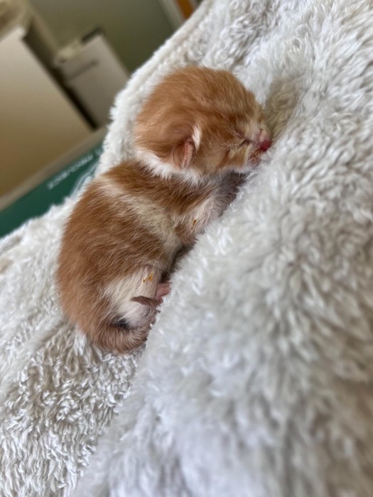 小さなノニちゃん