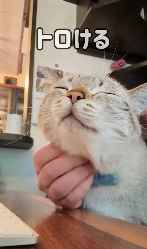 アゴを撫でられて目を閉じている猫