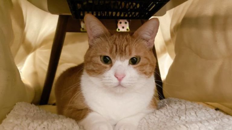 こたつの中の猫