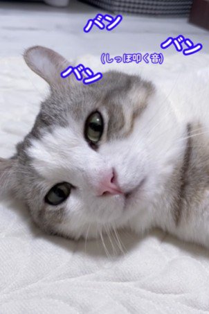 しっぽを何度も叩きつける猫