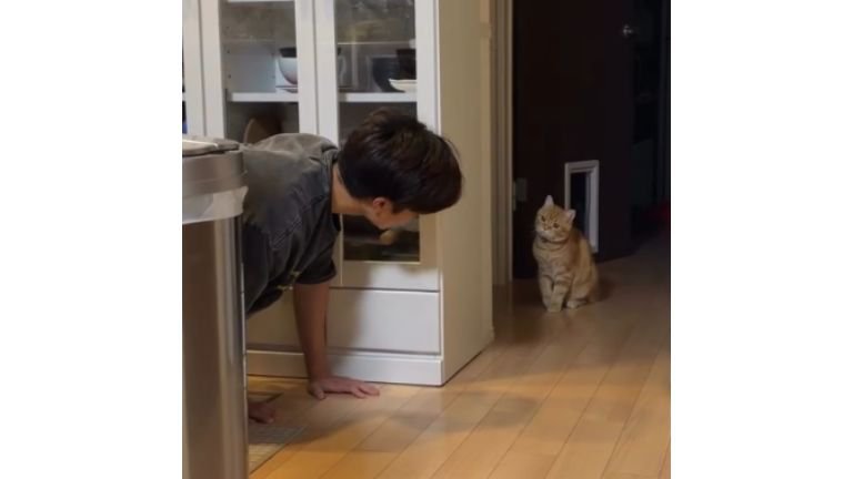 隠れている猫