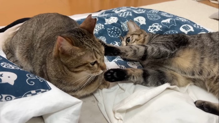 姉妹の小競り合い