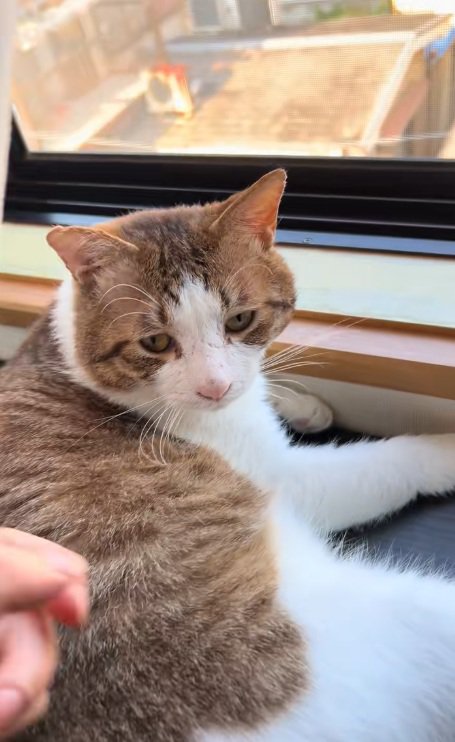 窓辺で日向ぼっこをしている猫