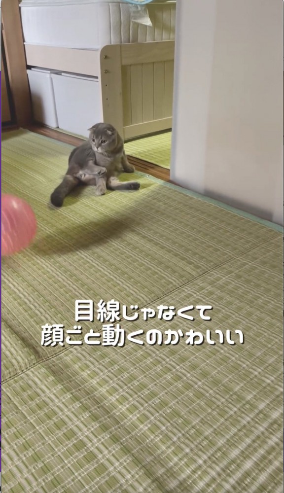 ボールをずっと目で追いかける猫