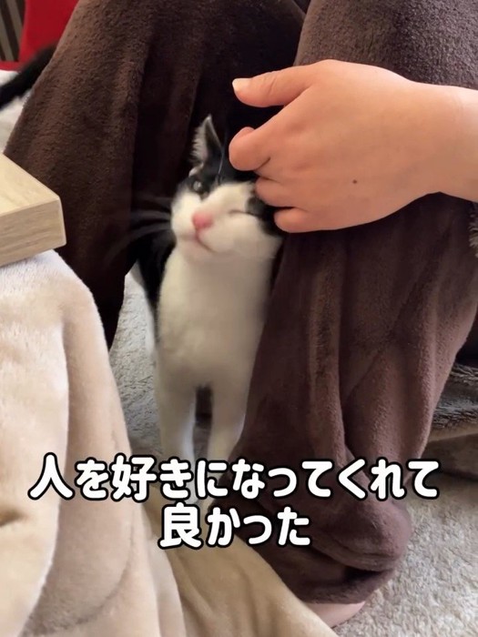 ウインクする猫