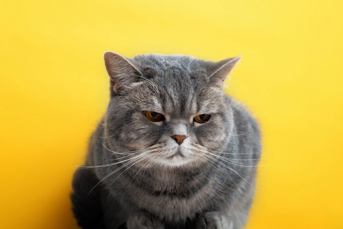 不服そうな表情の猫