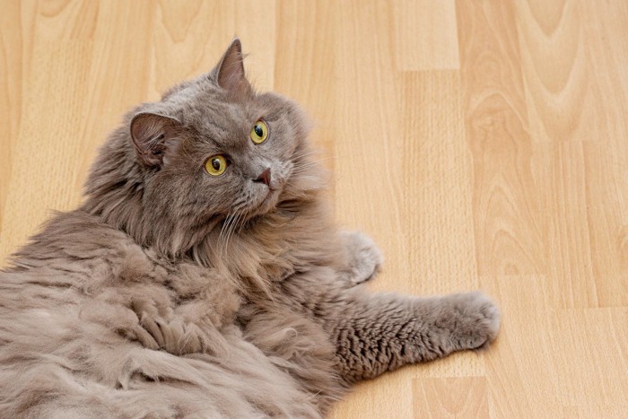 フローリングにいる猫