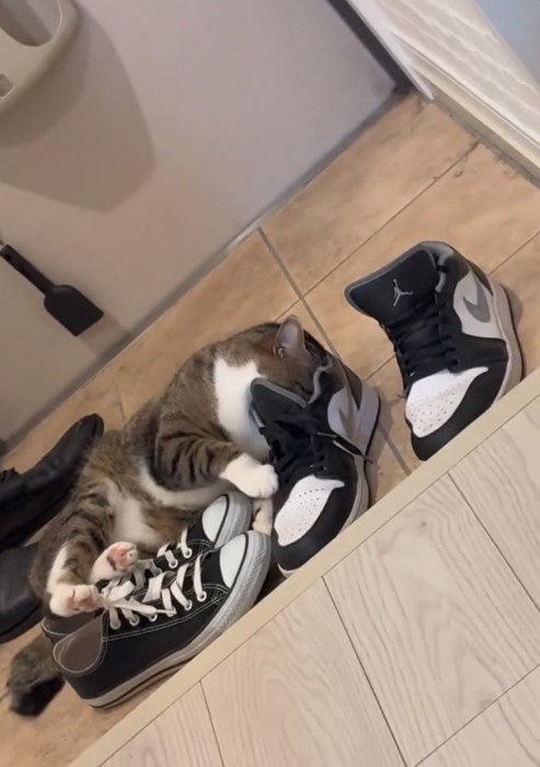 靴に顔を入れる猫