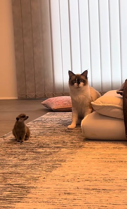 猫の様子をうかがうミーアキャット